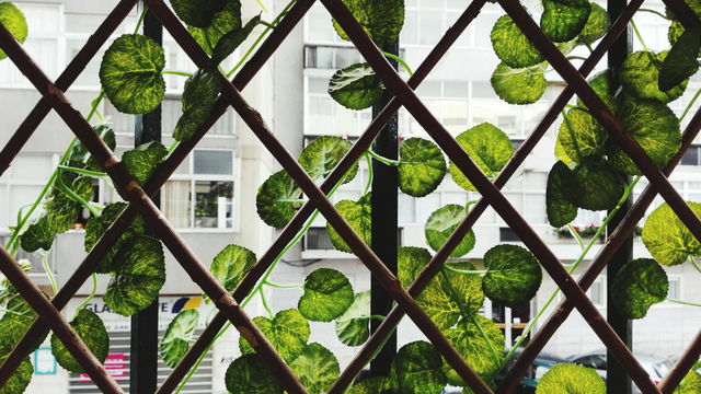 jardinière haute avec treillis